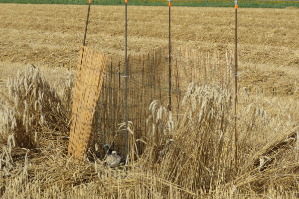 Busard cendré et cage de protection © ALAIN BLOQUET